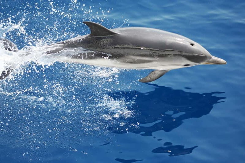Savona: Pelagos Sanctuary Guided Cetacean Watching Tour - Who Is This Tour Best For?