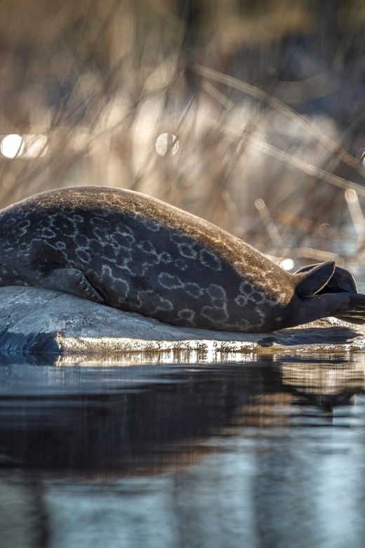 savonlinna-evening-photography-tour-on-lake-saimaa