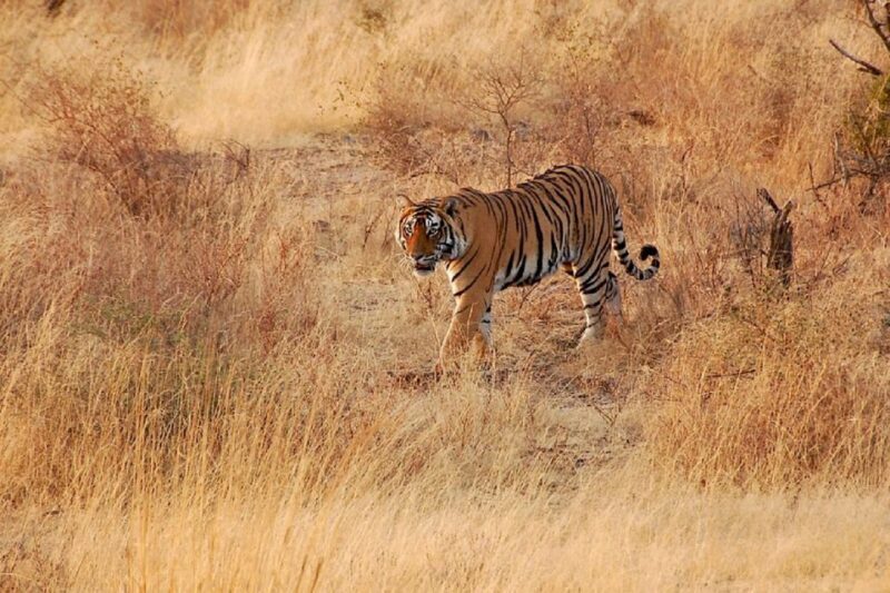 Sawai Madhopur: Ranthambore Guided Safari Trip - An In-Depth Look at the Ranthambore Safari Experience