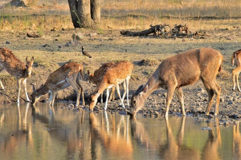 Sawai Madhopur: Ranthambore Guided Safari Trip - Authentic Experiences and Caveats