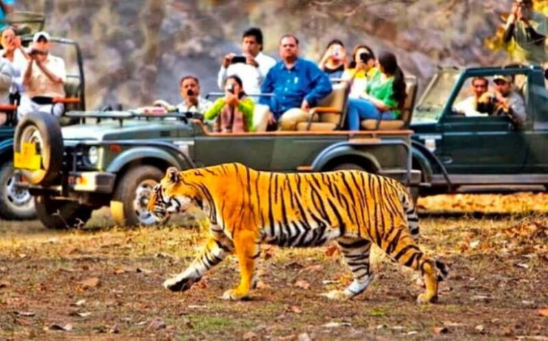 Sawai Madhopur: Ranthambore National Park Guided Jeep Safari - Key Points