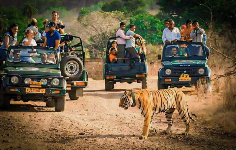 Sawai Madhopur: Ranthambore National Park Guided Jeep Safari - An Introduction to Ranthambore Safari