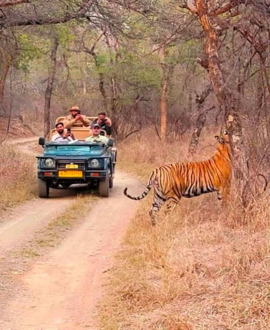 Sawai Madhopur: Ranthambore National Park Guided Jeep Safari - Authentic Experiences and Common Feedback