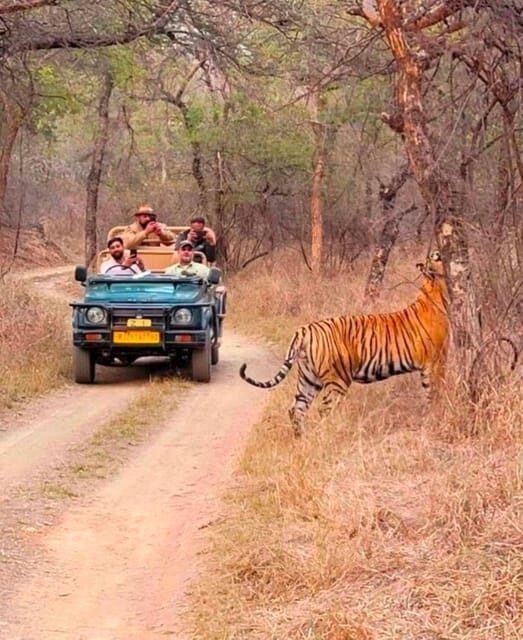 Sawai Madhopur: Ranthambore National Park Guided Jeep Safari - The Sum Up: Is It Worth It?