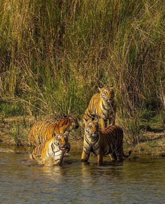 Sawai Madhopur: Ranthambore National Park Guided Jeep Safari - FAQ
