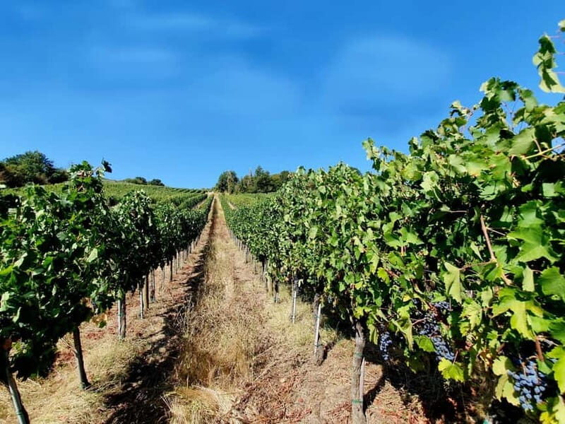 Scandicci: Bellavista Wine Tasting Experience - Why This Tour Works Well