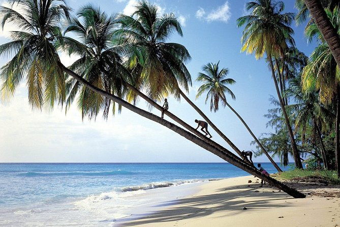scenic-barbados-coast-to-coast-half-day-tour