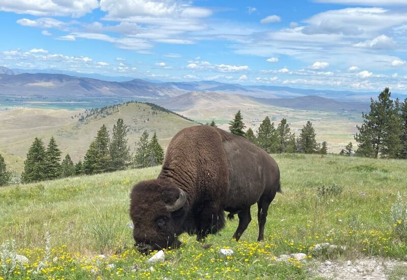 scenic-driving-tour-flathead-lake-and-bison-range