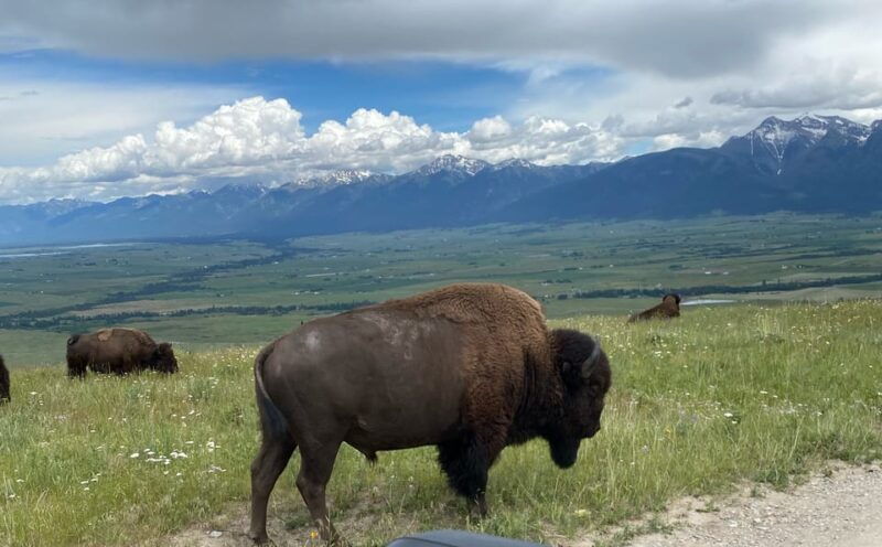 scenic-driving-tour-flathead-lake-and-bison-range