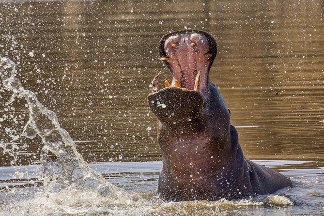 Scenic Game Drive Activity - What is the Scenic Game Drive Experience?