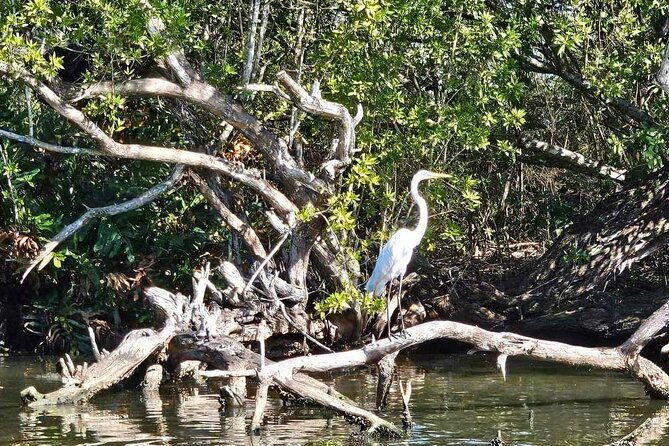 scenic-historical-nature-boat-safari-up-the-negril-river