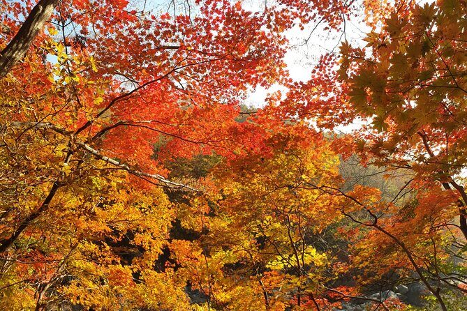 Scenic Jiri Mountain Autumn Foliage One Day Tour from Busan - Who Is This Tour Best For?