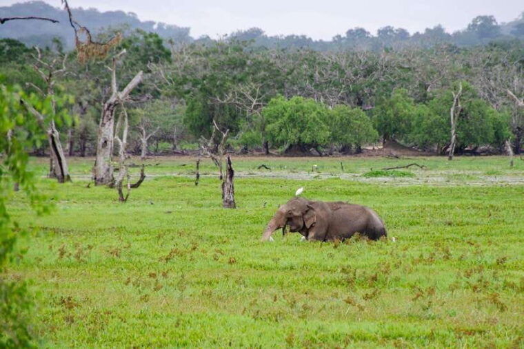 scenic-sri-lanka-4-day-tour