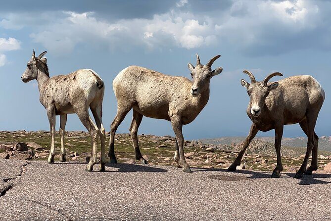 Scenic Tour of the Pikes Peak Highway - FAQs