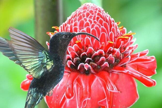 scenic-tropical-rainforest-island-tour