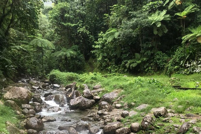 scenic-tropical-rainforest-island-tour