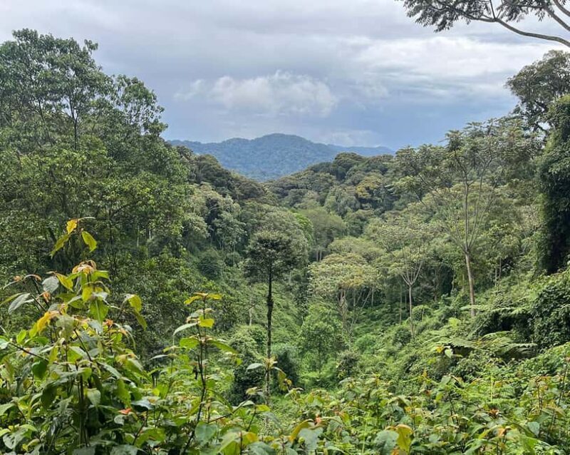 Scenic waterfall experience in the middle of Nyungwe Forest - Lunch and Return Journey