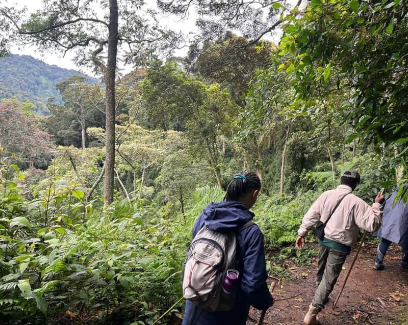 Scenic waterfall experience in the middle of Nyungwe Forest - The Sum Up
