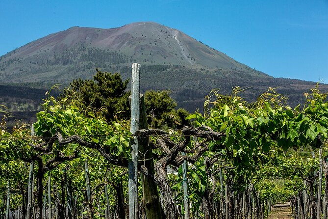 scenic-wine-tasting-lunch-on-the-slopes-of-vesuvius-from-naples