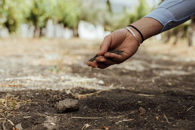 scenic-wine-tasting-lunch-on-the-slopes-of-vesuvius-from-naples