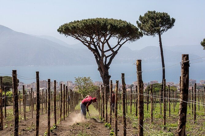 scenic-wine-tasting-lunch-on-the-slopes-of-vesuvius-from-naples