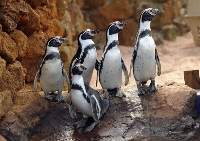 scheveningen-the-hague-sea-life-entry-ticket