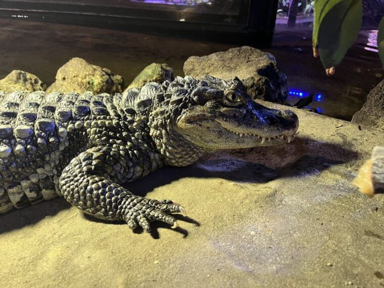 scheveningen-the-hague-sea-life-entry-ticket