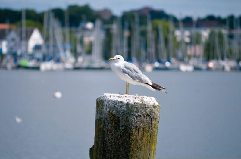 schleswig-highlights-tour-cathedral-old-town-holm-city-harbor