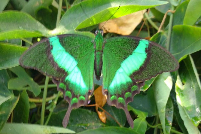 schmetterlinghaus-imperial-butterfly-house-vienna-admission-ticket