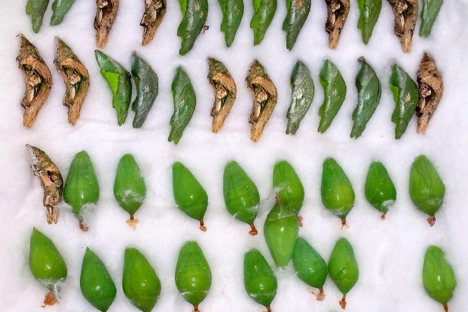 schmetterlinghaus-imperial-butterfly-house-vienna-admission-ticket