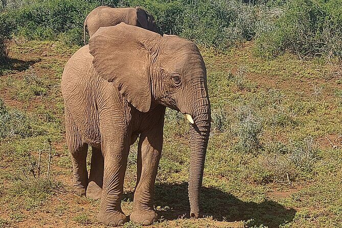 Schotia Big 5 Safari Port Elizabeth (optional accommodation) - Key Points