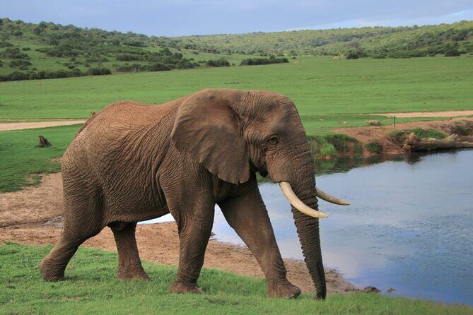 Schotia Big 5 Safari Port Elizabeth (optional accommodation) - Who Should Consider This Safari?