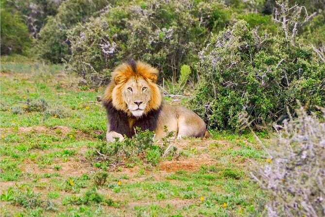 Schotia Game Reserve Tour with Port Pickup, Next to Addo Park - The Itinerary in Detail
