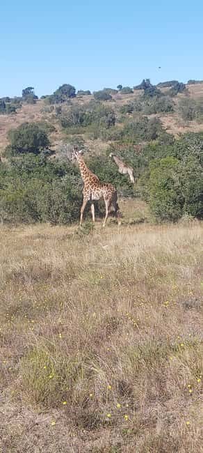 Schotia: Open Safari Jeep - Full Day Safari with Lunch - Final Thoughts: Is It Worth It?