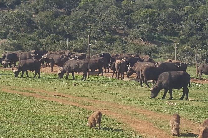 Schotia open vehicle safari game drive maximum 10 pax - Key Points