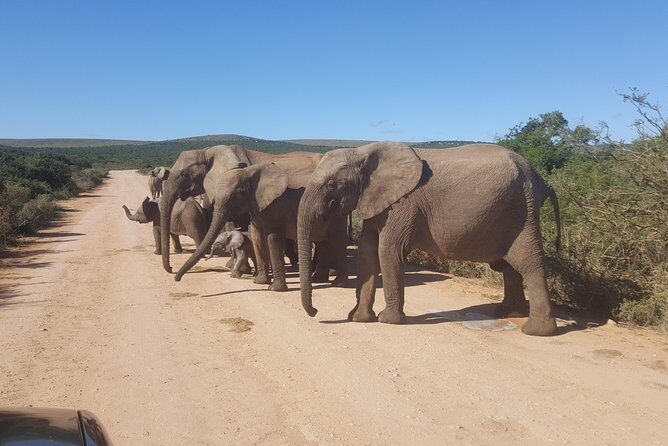Schotia open vehicle safari game drive maximum 10 pax - An Overview of the Safari Experience