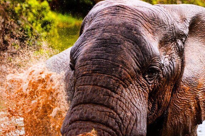 Schotia open vehicle safari game drive maximum 10 pax - The Practical Side: Logistics and Details