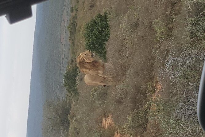 Schotia open vehicle safari game drive maximum 10 pax - Who Will Love This Safari?