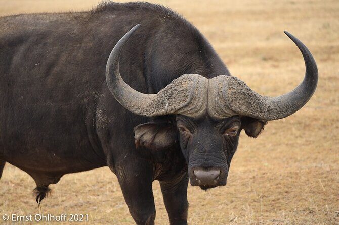 Schotia open vehicle safari game drive maximum 10 pax - Final Thoughts: Is It Worth It?