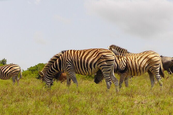 Schotia Private Game African Safari Guided Tour - Key Points