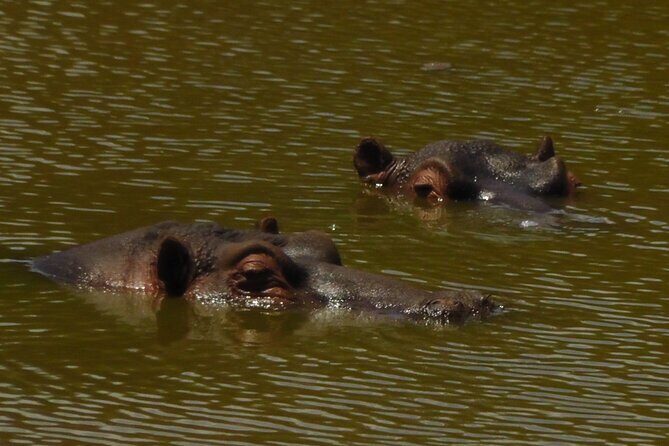 Schotia Private Game African Safari Guided Tour - Why This Tour Is Worth the Price