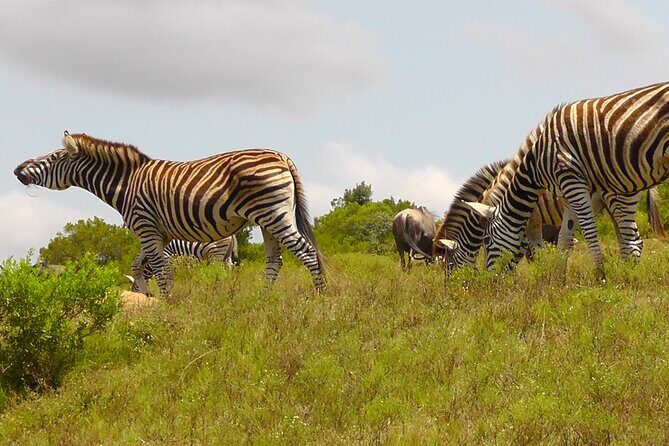Schotia Private Game African Safari Guided Tour - Who Should Consider This Safari?