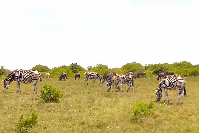 Schotia Private Game African Safari Guided Tour - The Sum Up