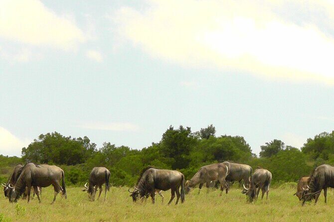 Schotia Private Game African Safari Guided Tour - FAQ