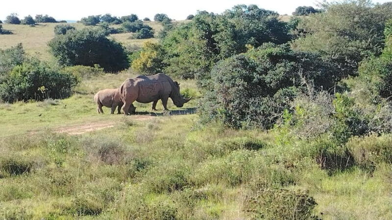 Schotia Private Game Reserve Safari - Who Will Love this Safari?
