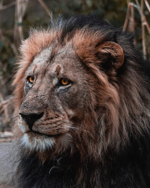 schotia-private-game-reserve-safari