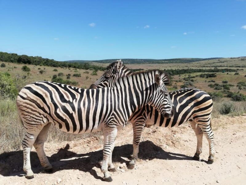 schotia-private-game-reserve-safari