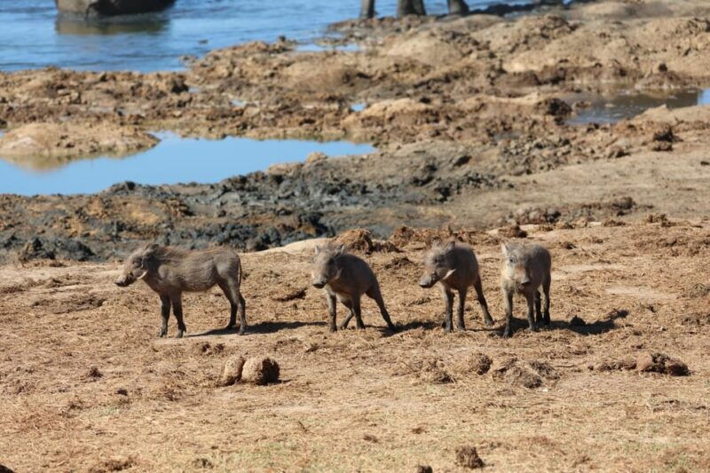 schotia-private-game-reserve-safari
