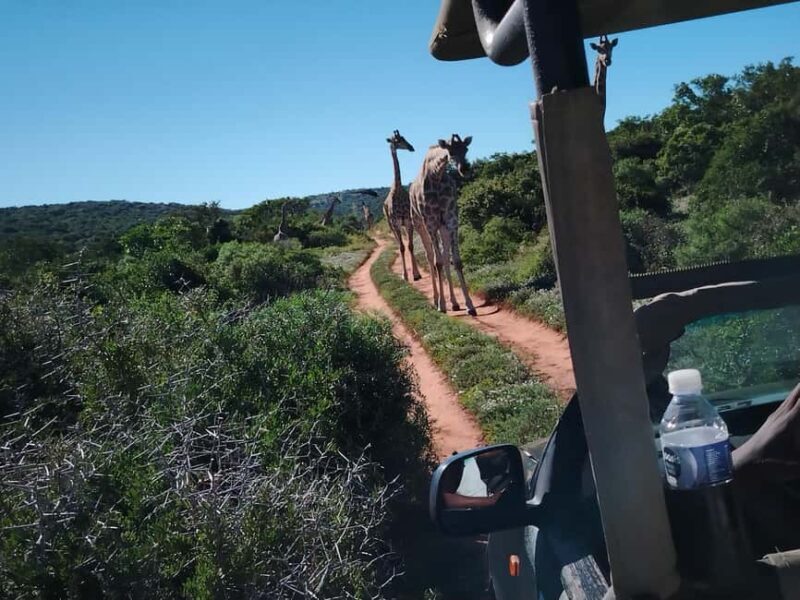 Schotia Private Game Reserve. - Introduction to Schotia Private Game Reserve