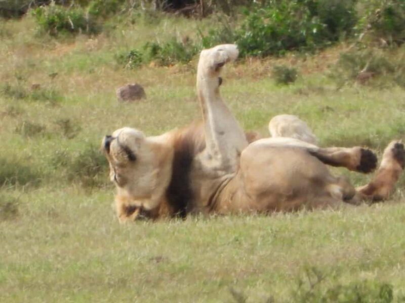 Schotia Private Game Reserve. - What to Expect During Your Day at Schotia